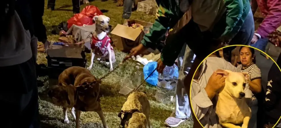 Más de 30 perros son rescatados de vivienda en Los Olivos tras denuncia por presunto caso de maltrato animal