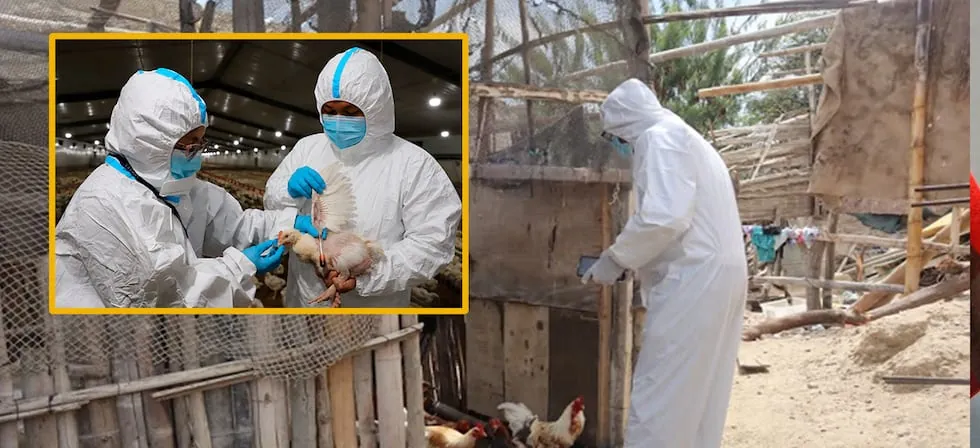 Influenza aviar H5N1 en Cañete: Senasa declara emergencia sanitaria nacional por 90 días tras detectar brote altamente contagiosa