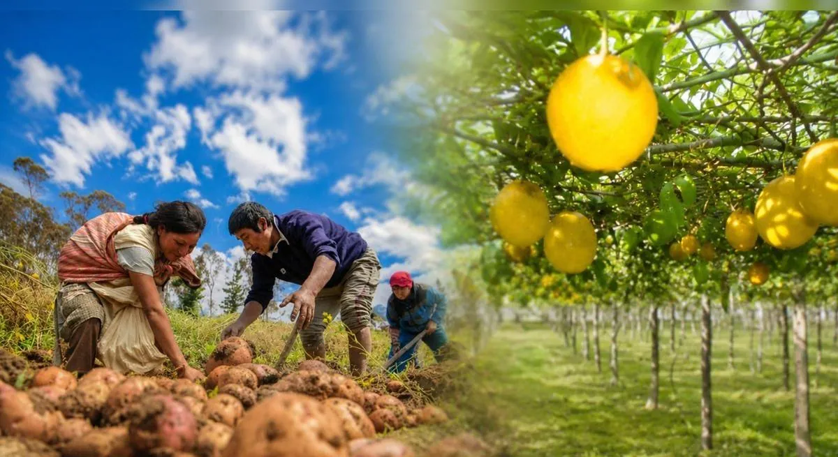 Agro peruano creció 2% en mayo: ¿qué cultivos y productos impulsaron el avance de la producción?