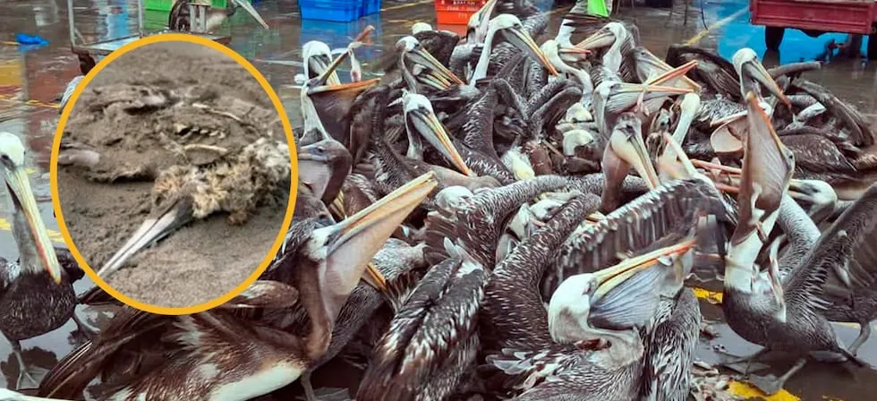 La Libertad: hallan pelícanos muertos en la playa Salaverry y advierten mortandad de aves por calentamiento del mar