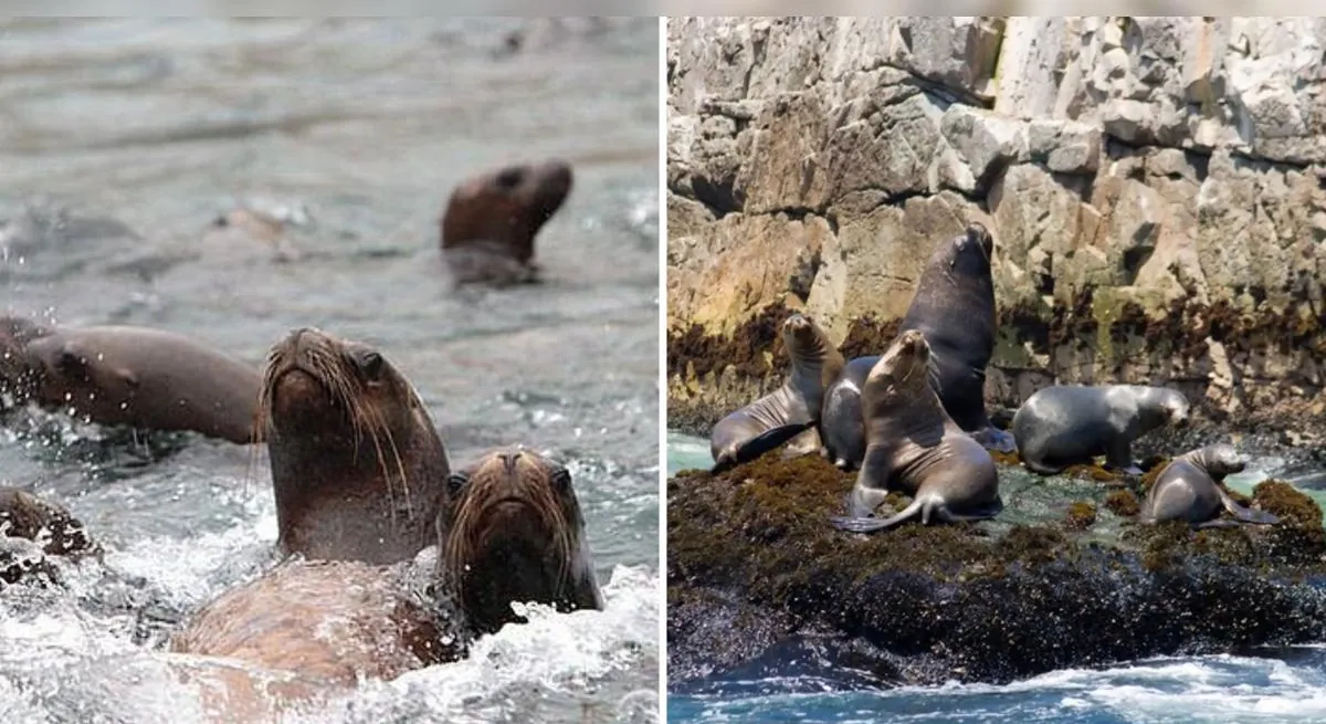 Alerta en Ica por la muerte inusual de lobos marinos en dos áreas naturales protegidas: Minam y Sernanp activan vigilancia