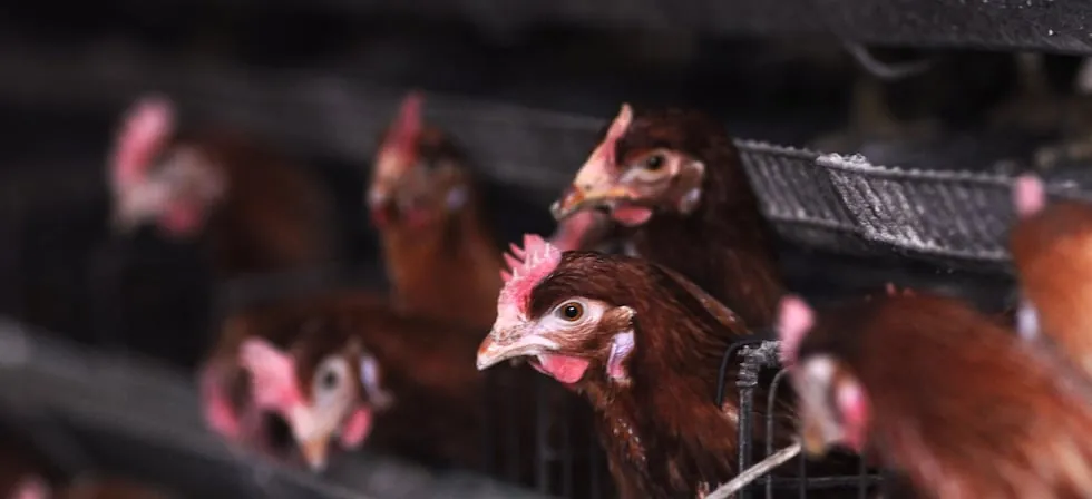 Gripe aviar: Senasa declara emergencia sanitaria nacional, ¿es peligroso el consumo de pollo?