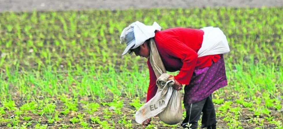 Mensaje a la Nación de Keiko Fujimori: Estas son las acciones anunciadas para mitigar el fenómeno de El Niño en el sector agropecuario