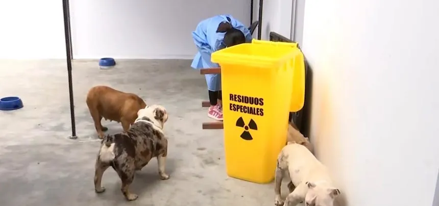 San Juan de Miraflores: perros rescatados de criadero son atendidos en veterinaria municipal