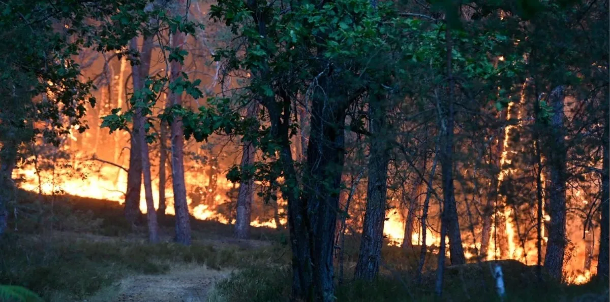 Francia: un incendio, probablemente provocado, arrasa parte del emblemático bosque de Fontainebleau