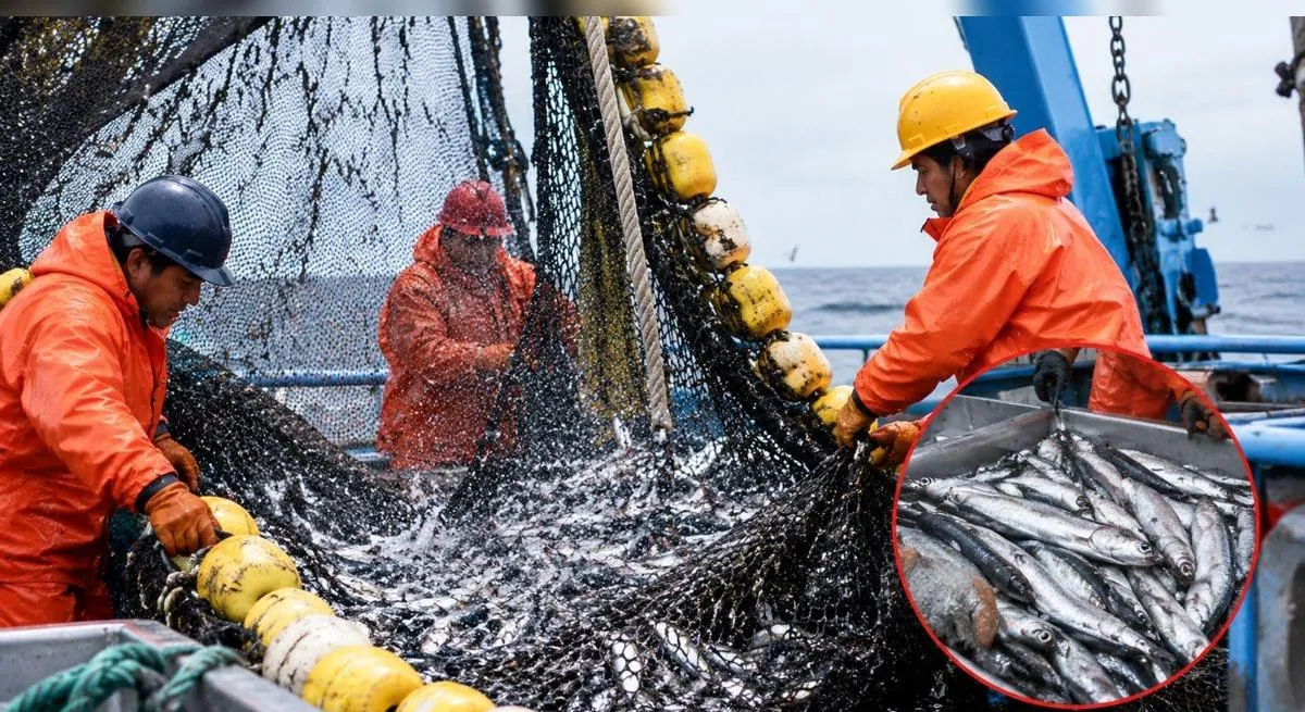 Produce autoriza pesca exploratoria de anchoveta blanca por 15 días ante el desarrollo de El Niño