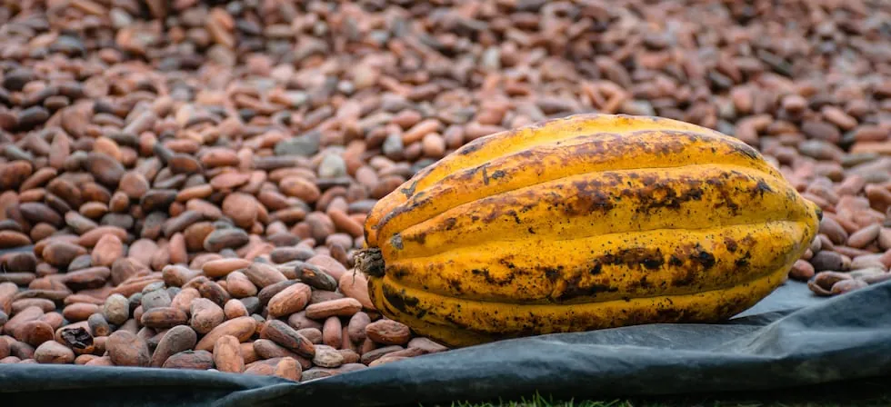 Fenómeno de El Niño dispararía el cacao hasta US$10.000 por tonelada: ¿Cómo se podría beneficiar el Perú ante este escenario?