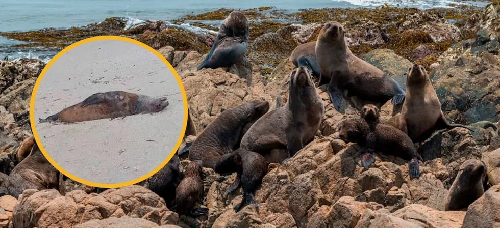 Emergencia en Paracas: Minam confirma la muerte de “miles de lobos marinos” e investiga causas del deceso masivo